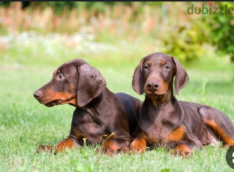 Doberman puppy 2