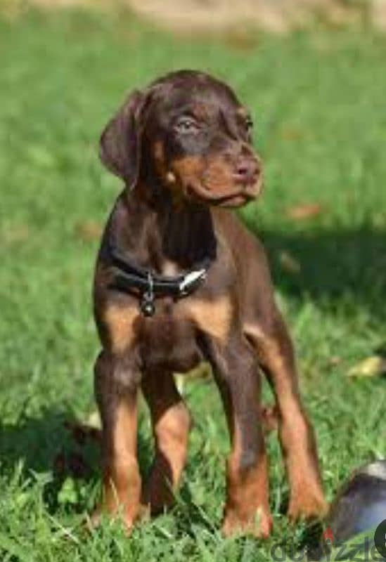 Doberman puppy 3