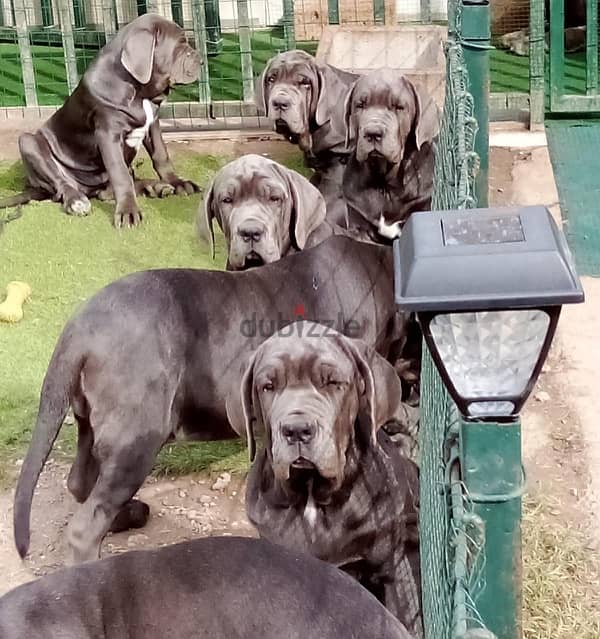 Neapolitan Mastiff Dog for Sale with Pedigree FCI 0