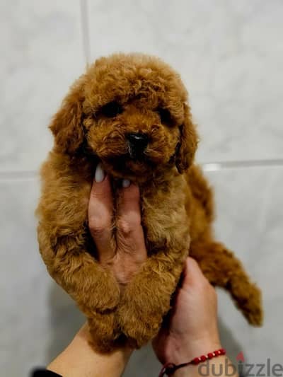 Toy Poodle Dog Puppy For Sale From Europe With All Documents