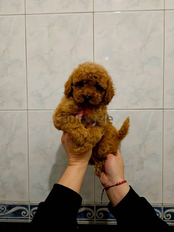 Toy Poodle Dog Puppy For Sale From Europe With All Documents 1