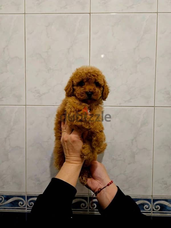 Toy Poodle Dog Puppy For Sale From Europe With All Documents 2