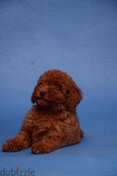 Red Toy Poodle Dog Female For Sale With All Documents