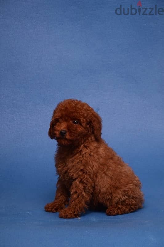 Red Toy Poodle Dog Female For Sale With All Documents 1