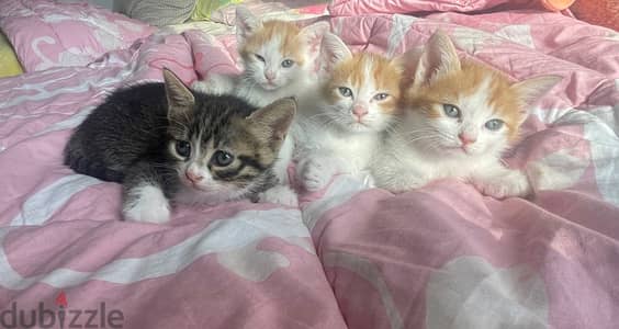 kittens for sale