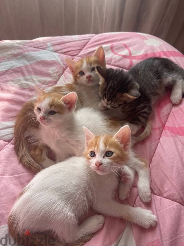 kittens for sale 1