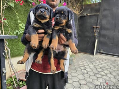 2 Male and 2  Females Rottweiler High blood line 45 days