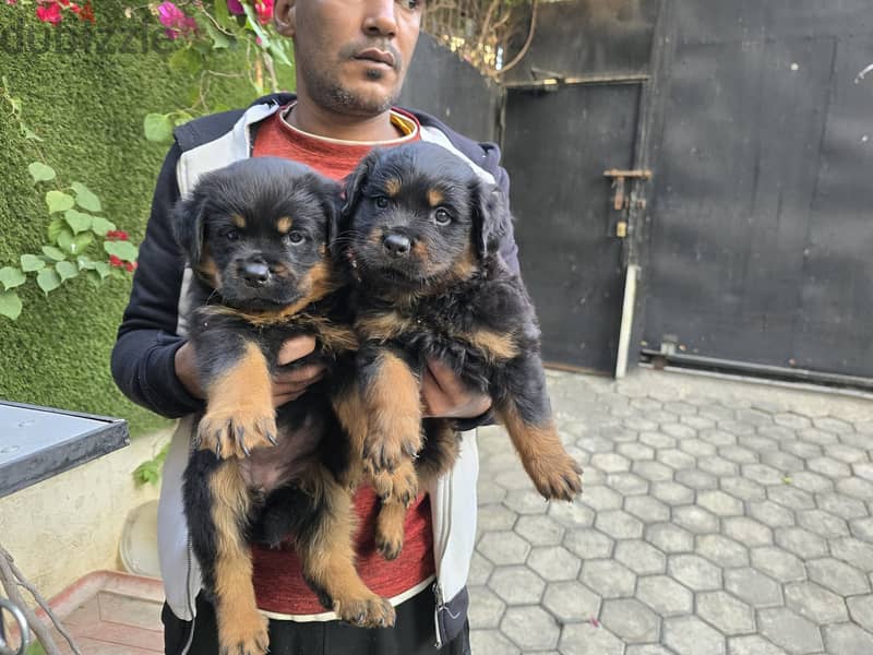 2 Male and 2  Females Rottweiler High blood line 45 days 1