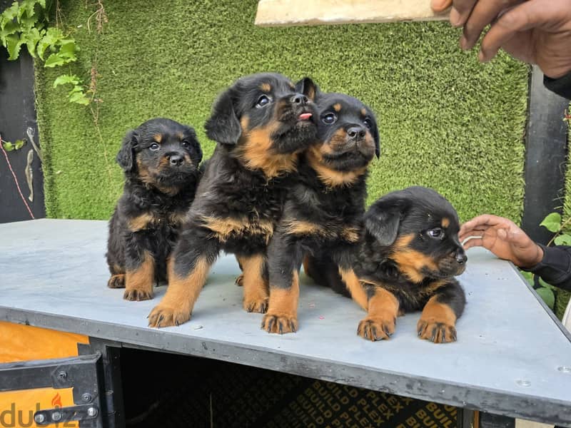 2 Male and 2  Females Rottweiler High blood line 45 days 2