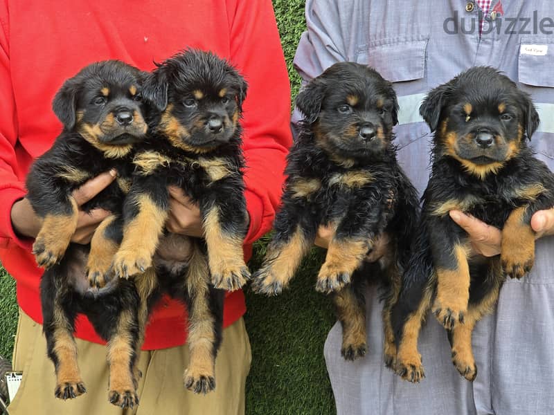 2 Male and 2  Females Rottweiler High blood line 45 days 3