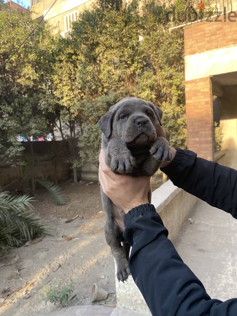 Cane corso 0