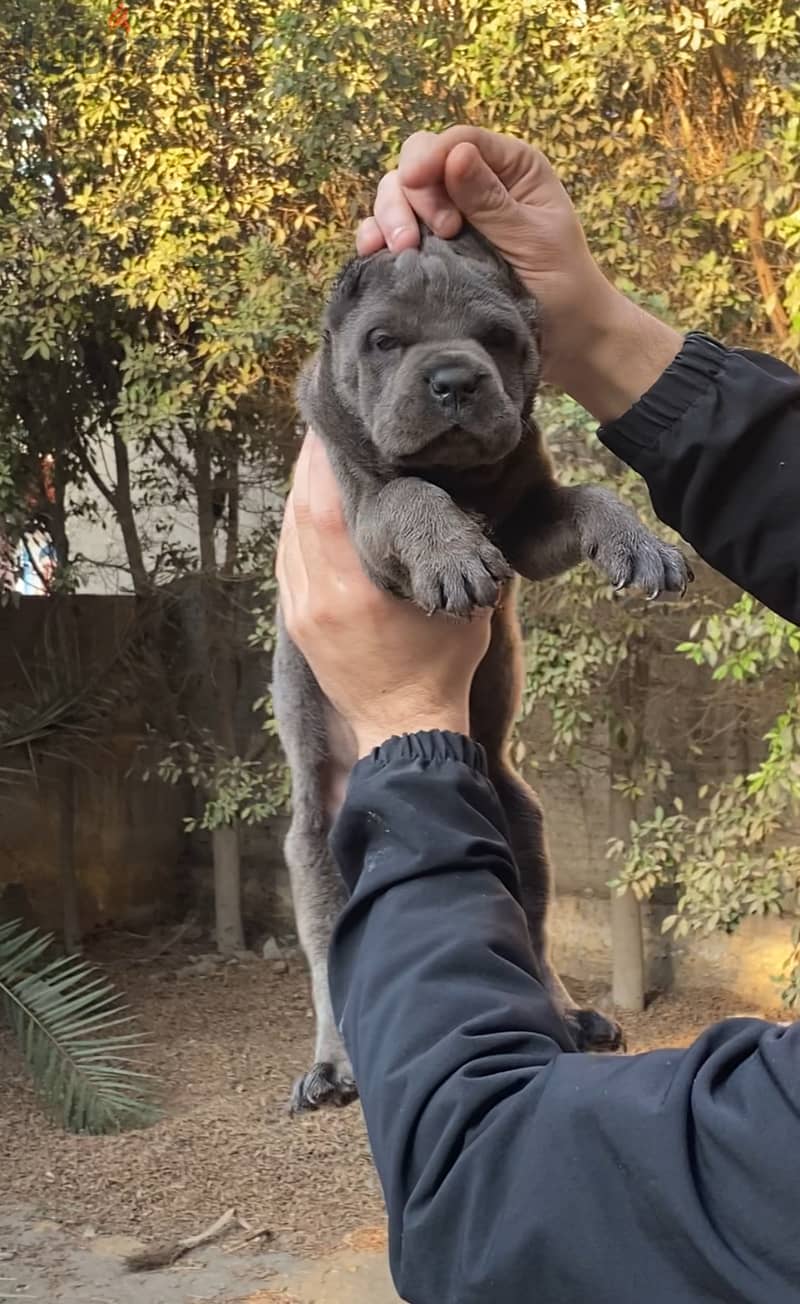 Cane corso 1