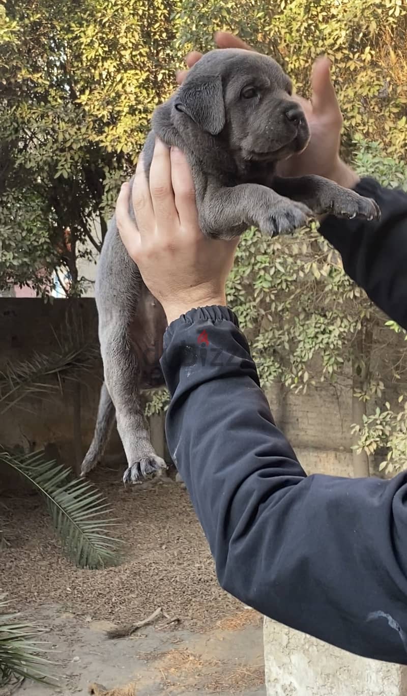 Cane corso 2