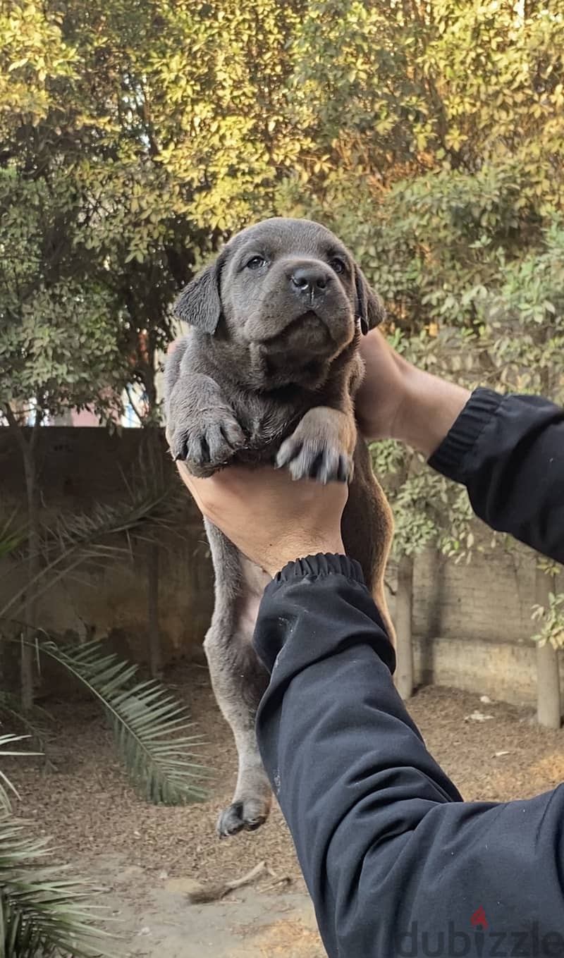 Cane corso 3