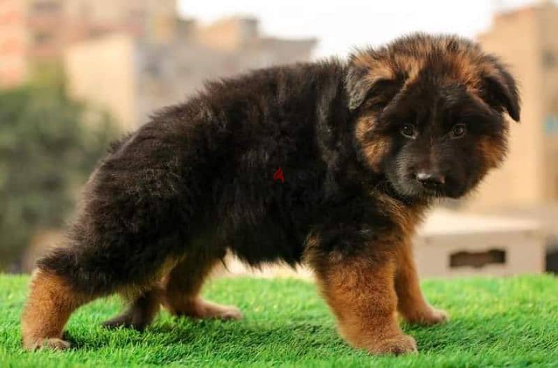 puppies German shepherd male and female جراوى جيرمن شيبرد دكر انثى 0