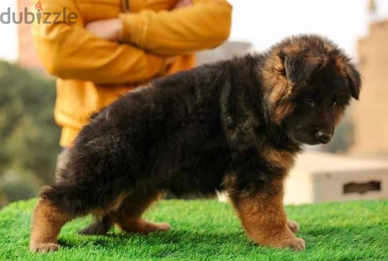 puppies German shepherd male and female جراوى جيرمن شيبرد دكر انثى 2