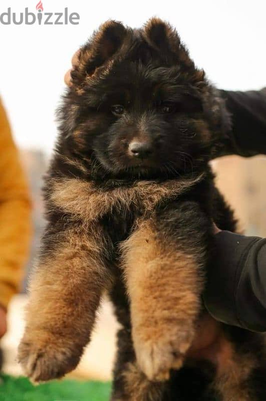 puppies German shepherd male and female جراوى جيرمن شيبرد دكر انثى 5