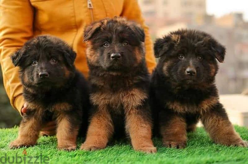 puppies German shepherd male and female جراوى جيرمن شيبرد دكر انثى 6