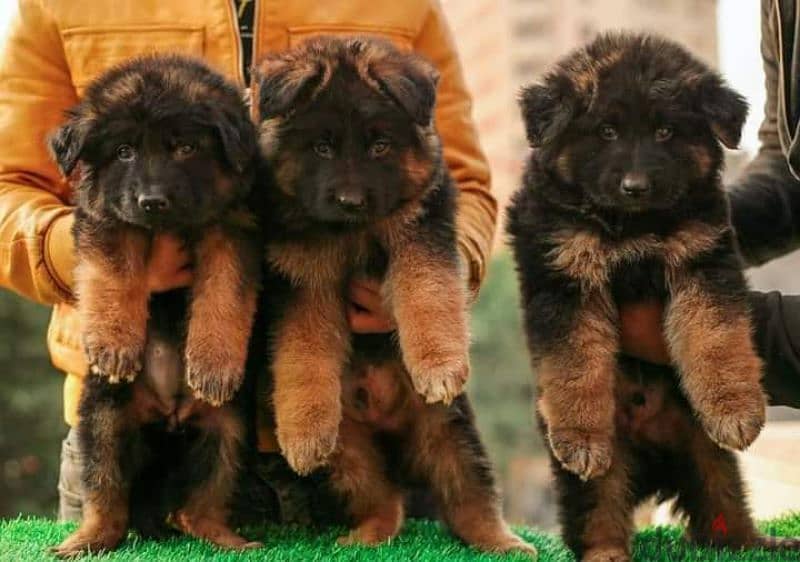 puppies German shepherd male and female جراوى جيرمن شيبرد دكر انثى 7