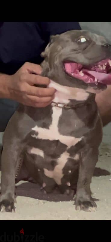 American bully نتاية أميركن بولي بنت تانك 0