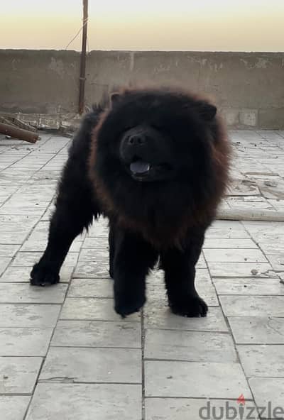 CHOW CHOW | تشاو تشاو