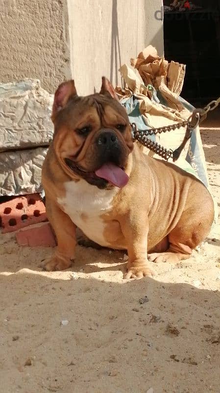 American bully 0