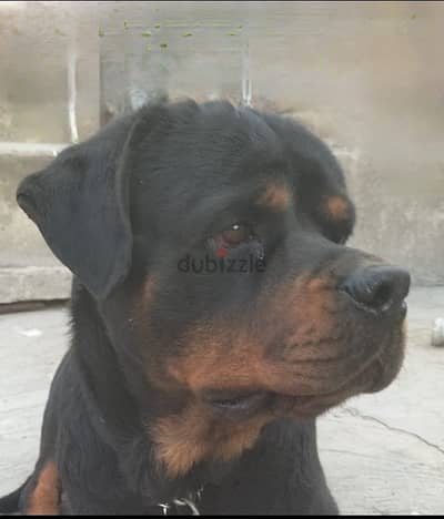 American Rottweiler