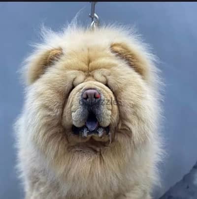 تشاو تشاو chow chow