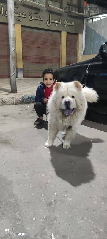 دكر Chow Chow 2