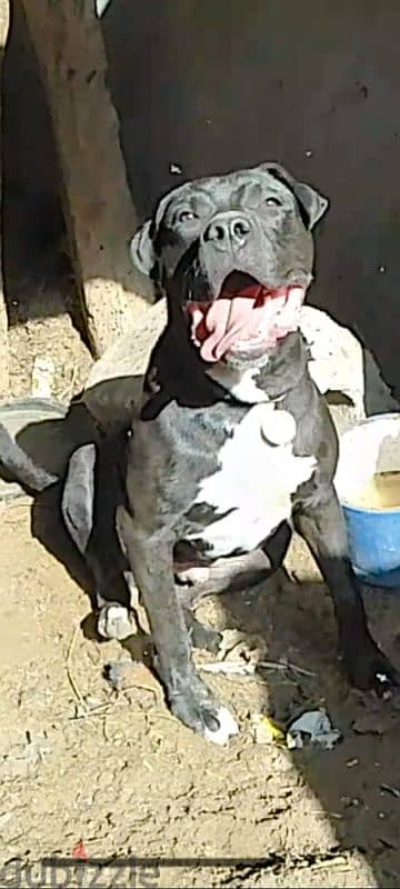 Presa Canario pitbul Cane Corso  بريسا كاناريو بيتبول كورسو 6