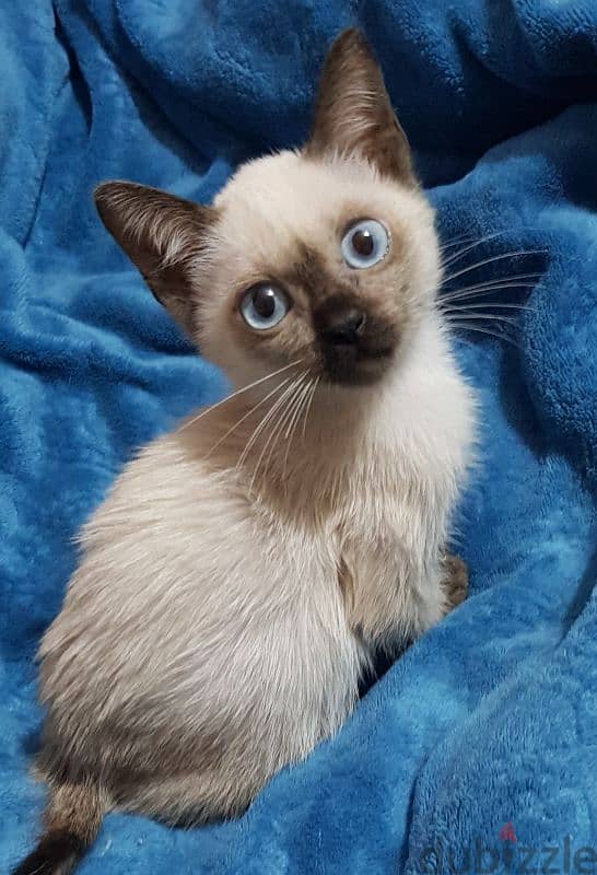 سيامي قطط سيامى كيتن siamese kittens 0