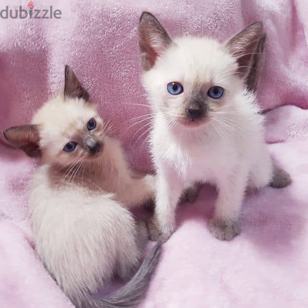 سيامي قطط سيامى كيتن siamese kittens 0