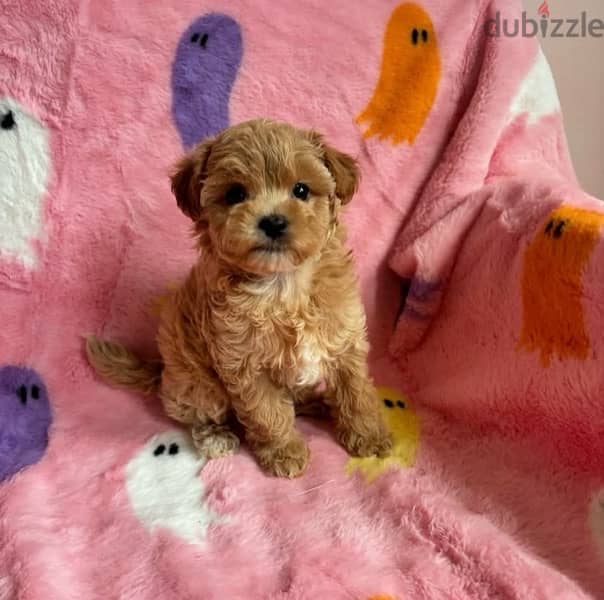 maltipoo puppies جراوي مالتيبو 0