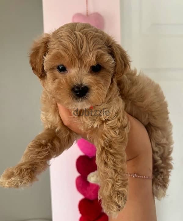 maltipoo puppies جراوي مالتيبو 1