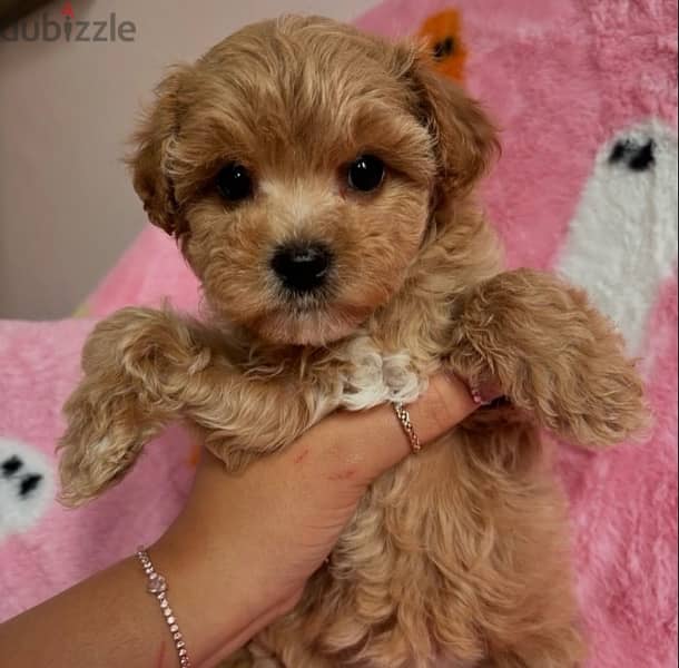 maltipoo puppies جراوي مالتيبو 2