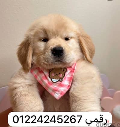 golden retriver جولدن