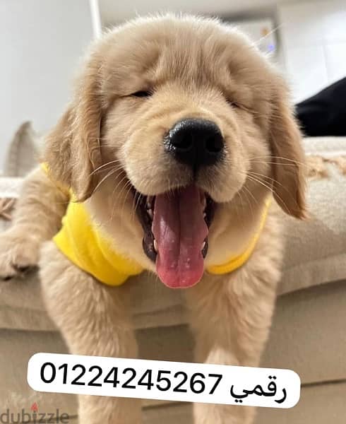 golden retriver جولدن 1