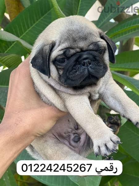 pug __ ٤٥ يوم بج 0