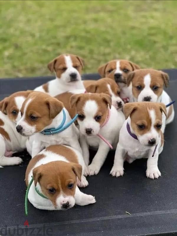 Jack Russell puppies 0