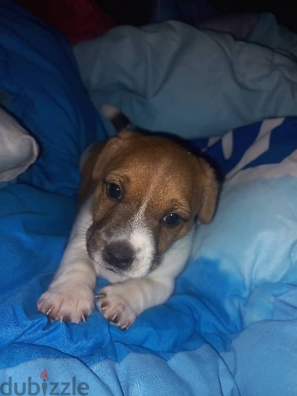 Jack Russell puppies 1