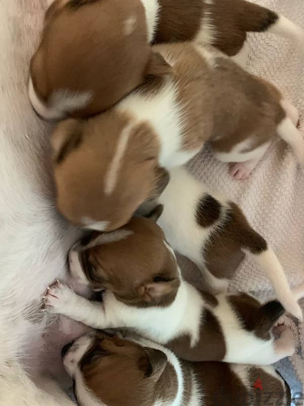 Jack Russell puppies 5