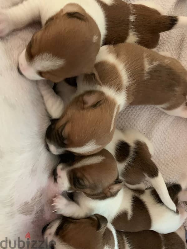 Jack Russell puppies 6