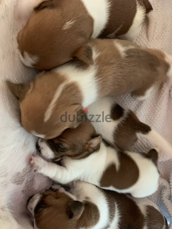 Jack Russell puppies 7