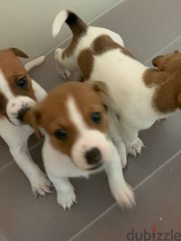 Jack Russell puppies 9