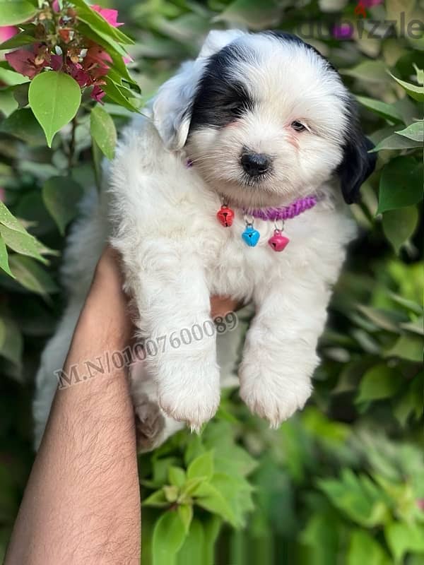 جراوي هافنيز havanese 1