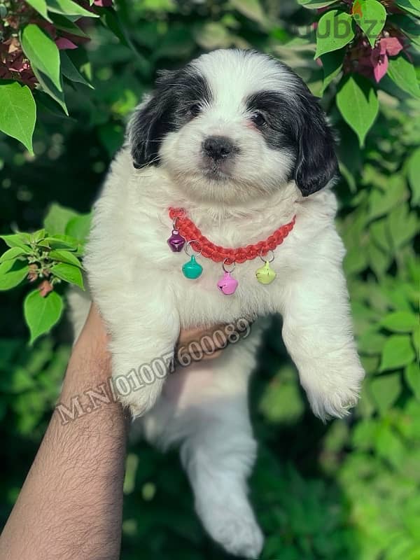 جراوي هافنيز havanese 2