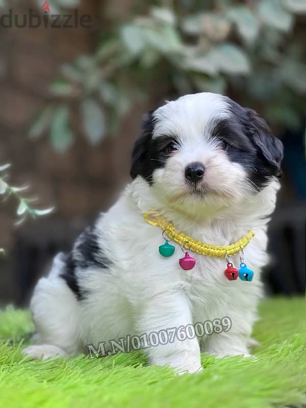 جراوي هافنيز havanese 3