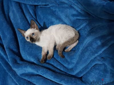 سيامي قطط سيامى كيتن siamese kittens