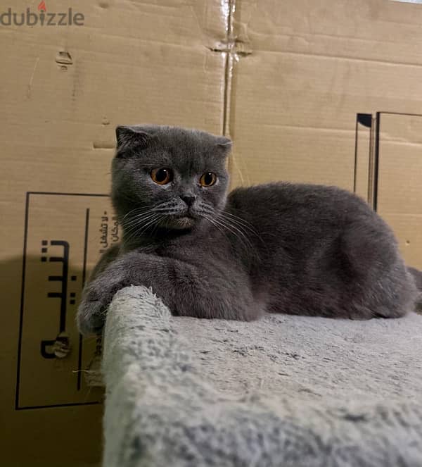 قطه Female Scottish Fold Blue 0