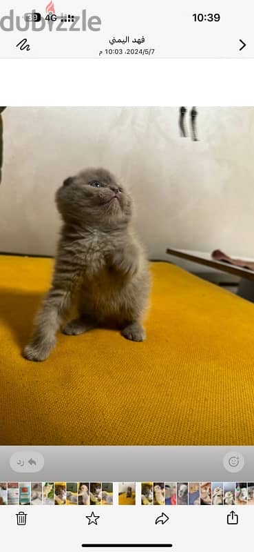 قطه Female Scottish Fold Blue 1